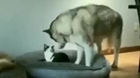 Funny cat dog animals videos (11)