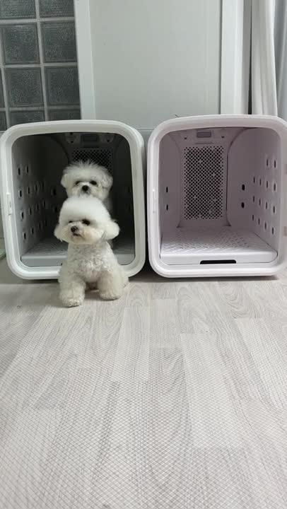 Puppy Dance with best friend #shorts #dog #puppy #youtubeshorts