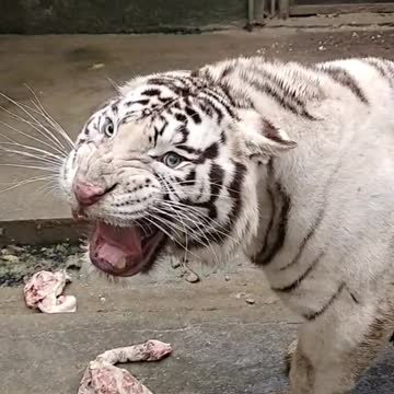 Angry little white tiger every day