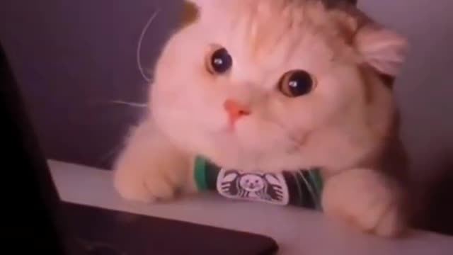 Cute Kitten Got Scolded Watching