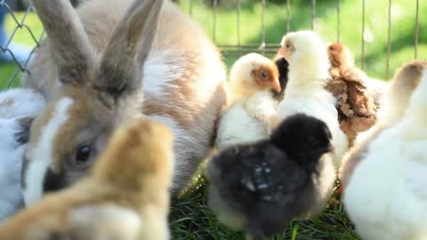 Rabbit playing with chicks