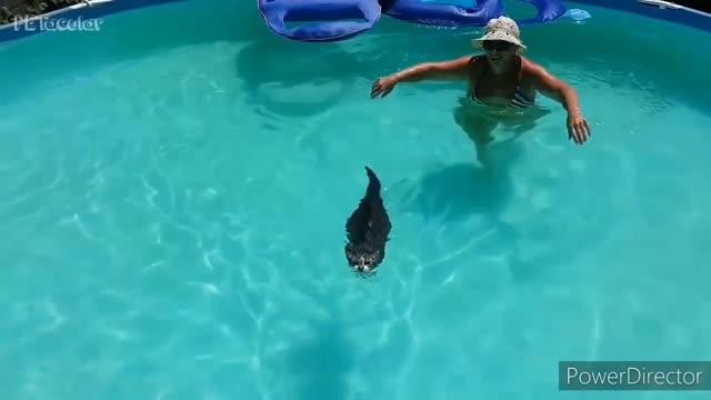 Miraculous footage shows 'Jesus cat' walking on water