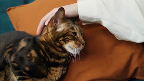 Woman petting bengal cat lying on sofa in living room