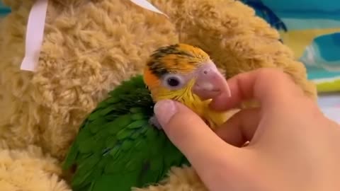 Smart And Funny Parrots