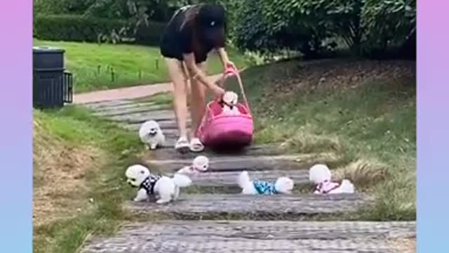 (((( 23 Cute and Funny Dog Videos Compilation ))))