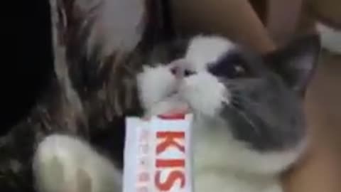 Cute cat want to eat food