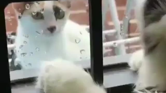 These are two cats who are very much in love, right?