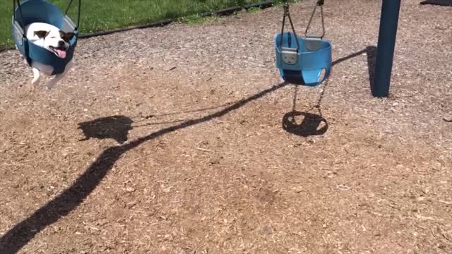 Sweet Puppy Relaxes In A Baby Swing At The Playground