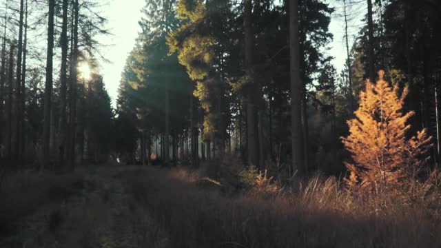 Sounds of Nature Forest - Bird Sounds - Meditation Relaxation Study Sleep