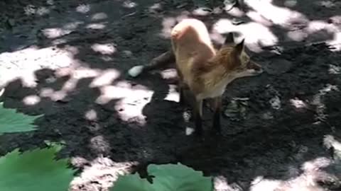 A desert fox that feeds on the island