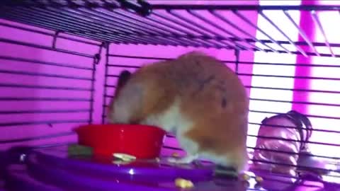 Adorable Dwarf Hamsters Playing Around!