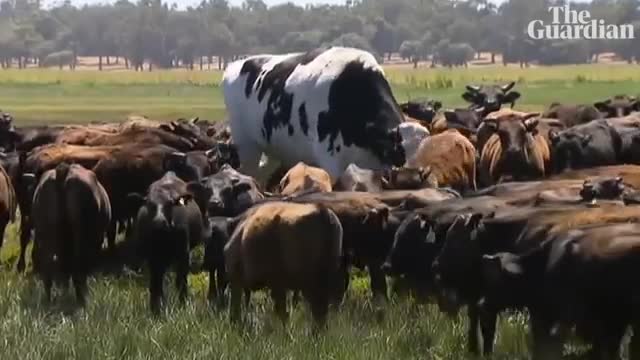 Meet Knickers, the 1,400kg cow from Australia