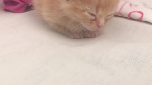 Cute kitten literally FELL asleep