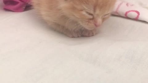 Cute kitten literally FELL asleep