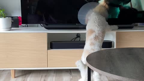 Puppy wants to sniff dog in the tv