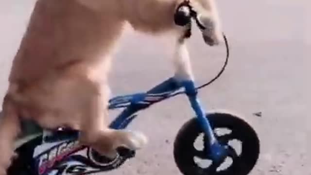 Cute dog riding a bicycle - Best Animal Reaction and Moments