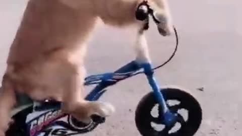 Cute dog riding a bicycle - Best Animal Reaction and Moments