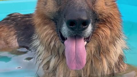 Reasons why my German Shepherd would be a horrible Police Dog