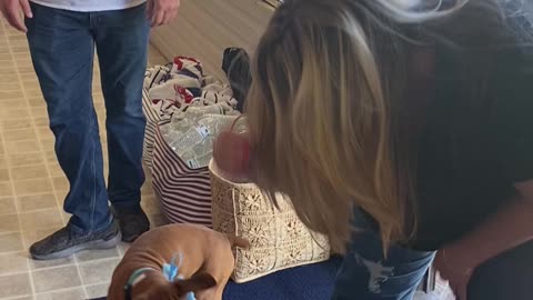 Surprising Sister with Boxer Puppy