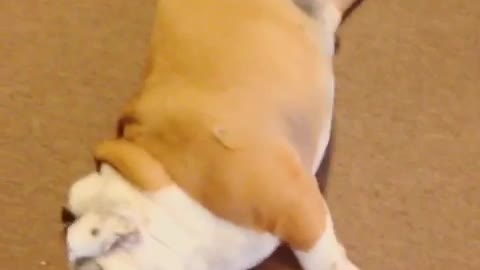 Gerald the Bulldog can wiggle.