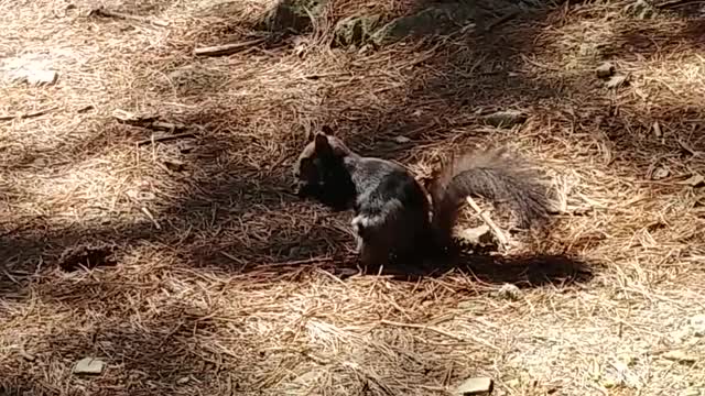 How will it react if you throw a peanut at a red squirrel?