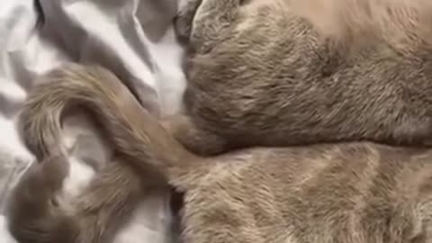 Funny cats compilation 😄😄🐈 | Part 5