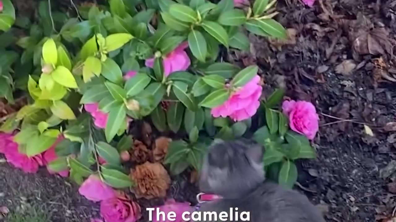 Cat kept bringing this woman flowers until she became her mom 🌸