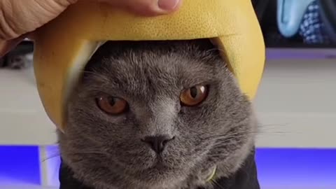 Cat funny video
