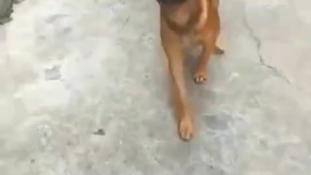 A dog balancing water glass 🐶🐶