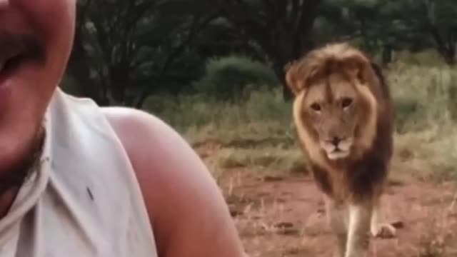 Cute, beautiful and manipulative lion