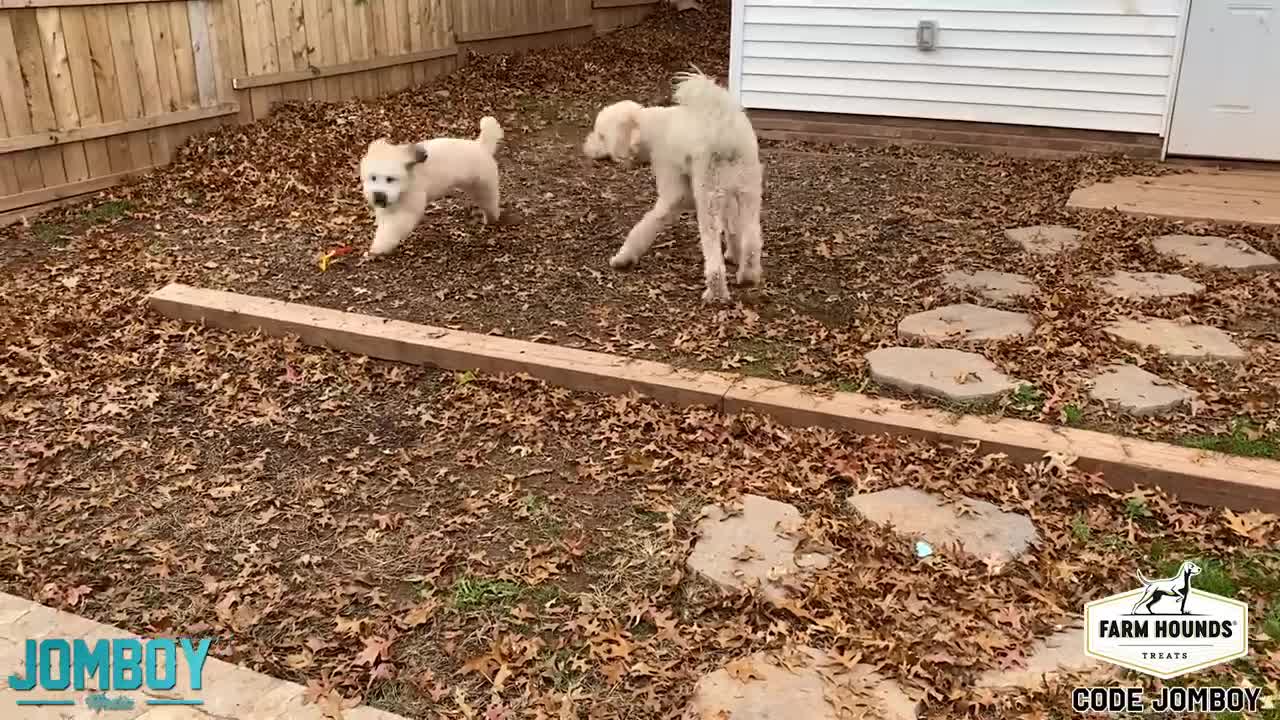 Dogs play fighting for a ball, which is bizarre.