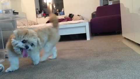 cute dogs 🐶