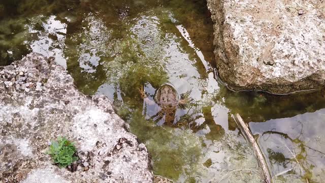 Frog - 44687