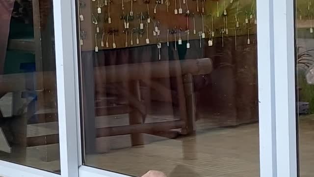 Video of a Dog Sleeping Sleeping On The Floor