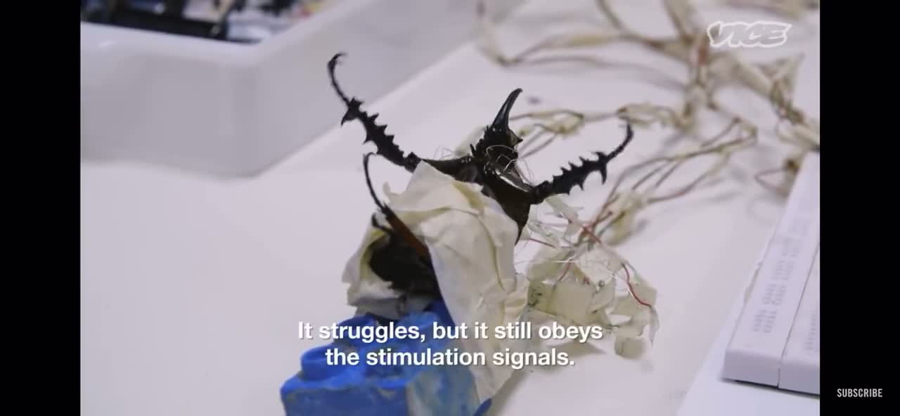 Remotely Controlled Living Organism - Brain chip technology