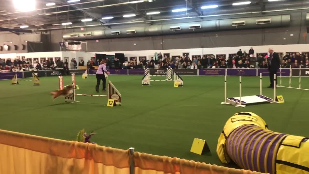 Dog Competes in An Agility Competition