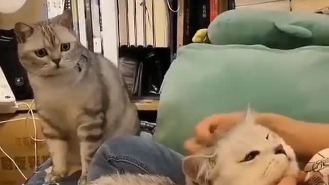 The bewildered cat and the funny dog