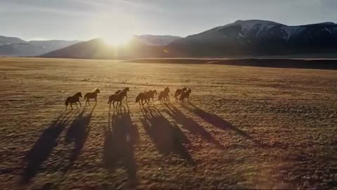 Beautiful horse scenery at sunset