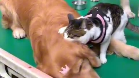 FUNNY CATS AND DOGS 🐱🐶 NEW FUNNIEST ANIMALS VIDEOS 2023 😂 |