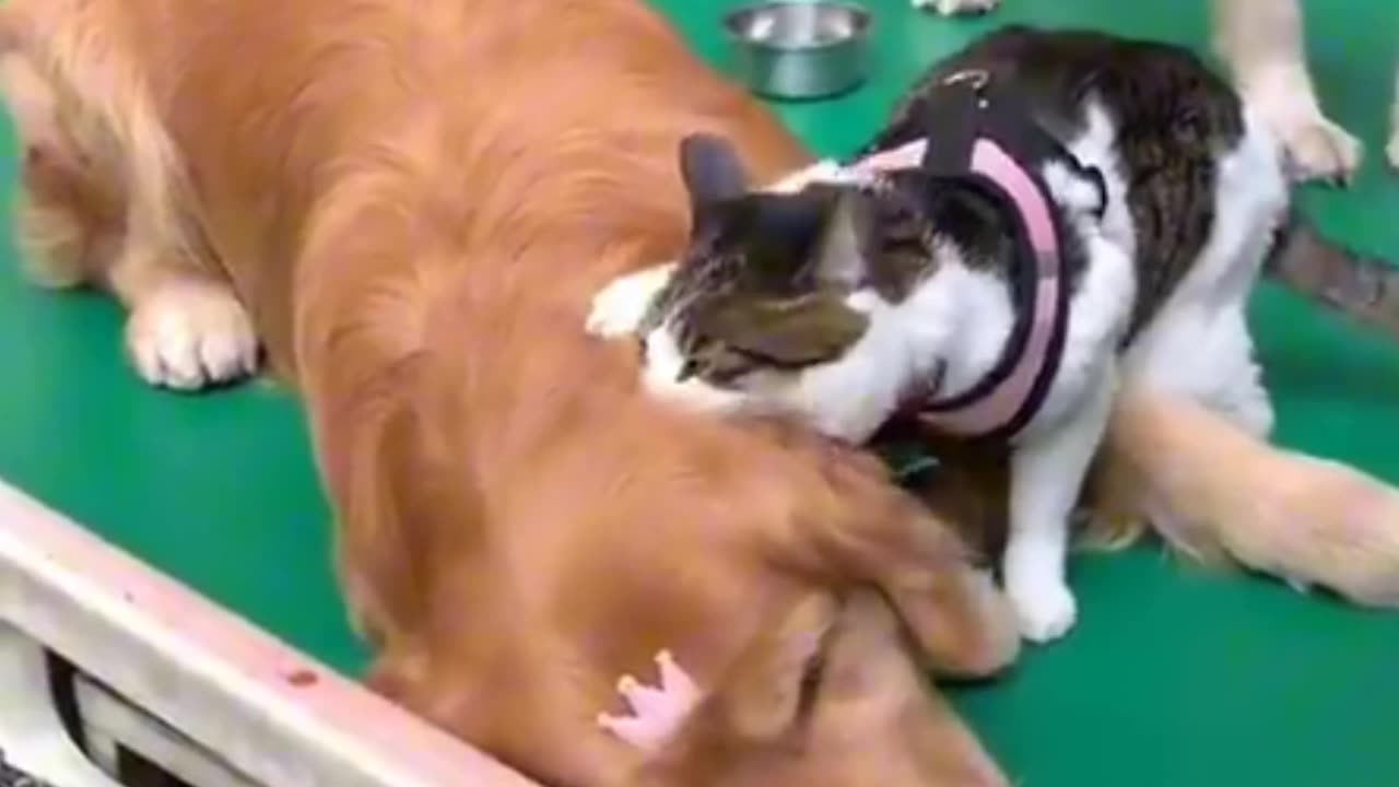 FUNNY CATS AND DOGS 🐱🐶 NEW FUNNIEST ANIMALS VIDEOS 2023 😂 |