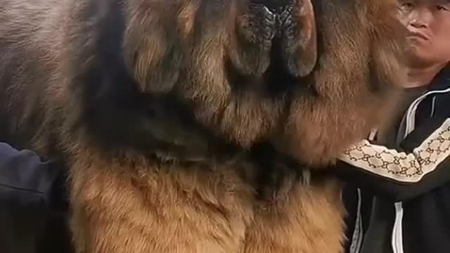 Dog has grown a lot