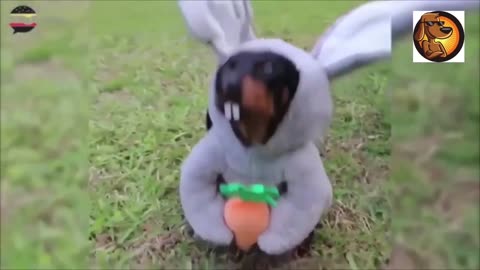 Animals Hallowaeen Party - Funny Halloween Dogs & Cats Compilation!