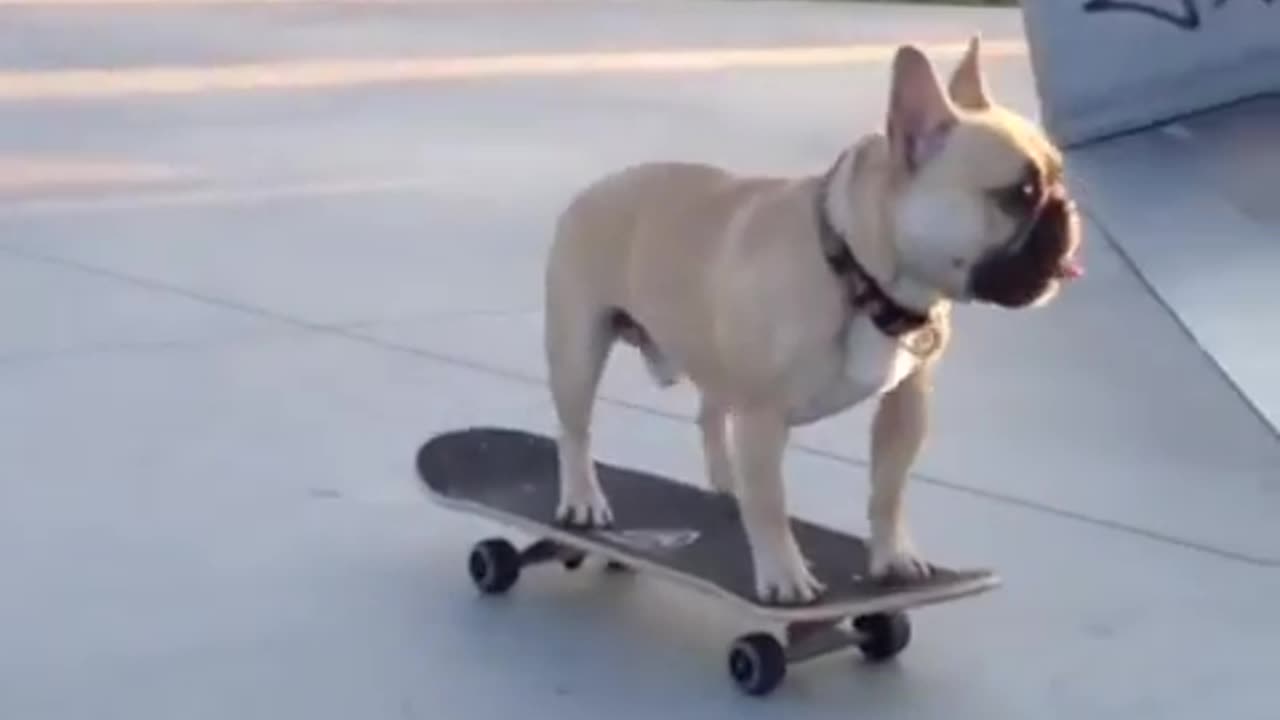 French Bulldog Skateboarder