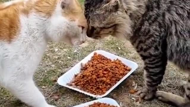 2 cat 😸😸 eating food and fighting #catfighting