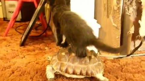 Kitten riding tortoise