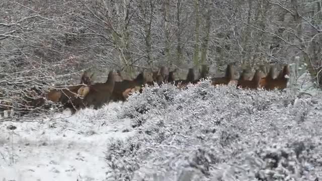 Snow Deer