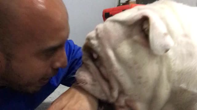 Bulldog "viciously" attacks owner