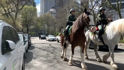 NYPD Police Officers on horseback patrol Central Park in NYC