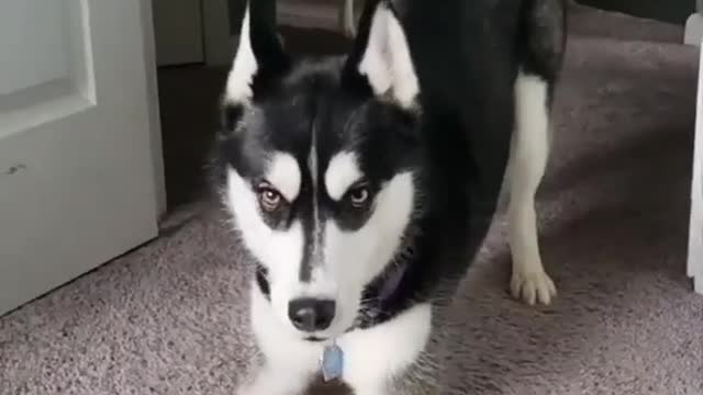 She loves challenging authority. That brown husky is a low key instigator