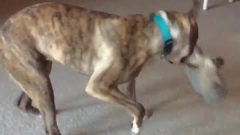 Slow motion dog with blue collar shakes toy and throws it high